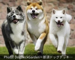 DogDeckGarden=那須ドッグデッキガーデンの外観