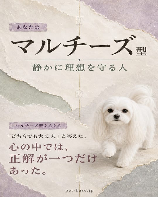マルチーズ型